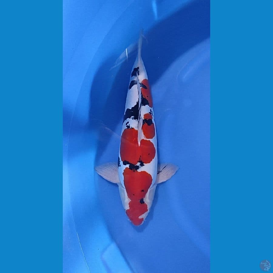 Sanke doitsu 50cm original