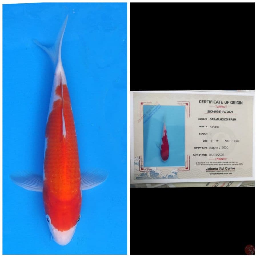 Sakamaki Kohaku
