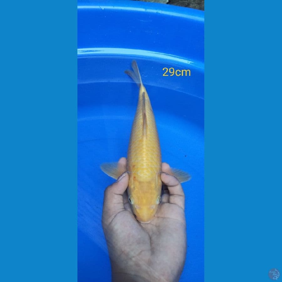 karashi 29cm