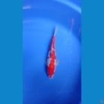 kohaku doitau aragoke 28cm