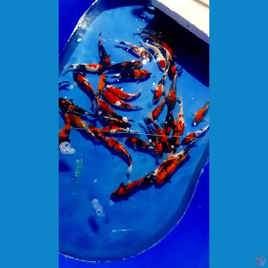 40 ekor 30.35 cm doitsu