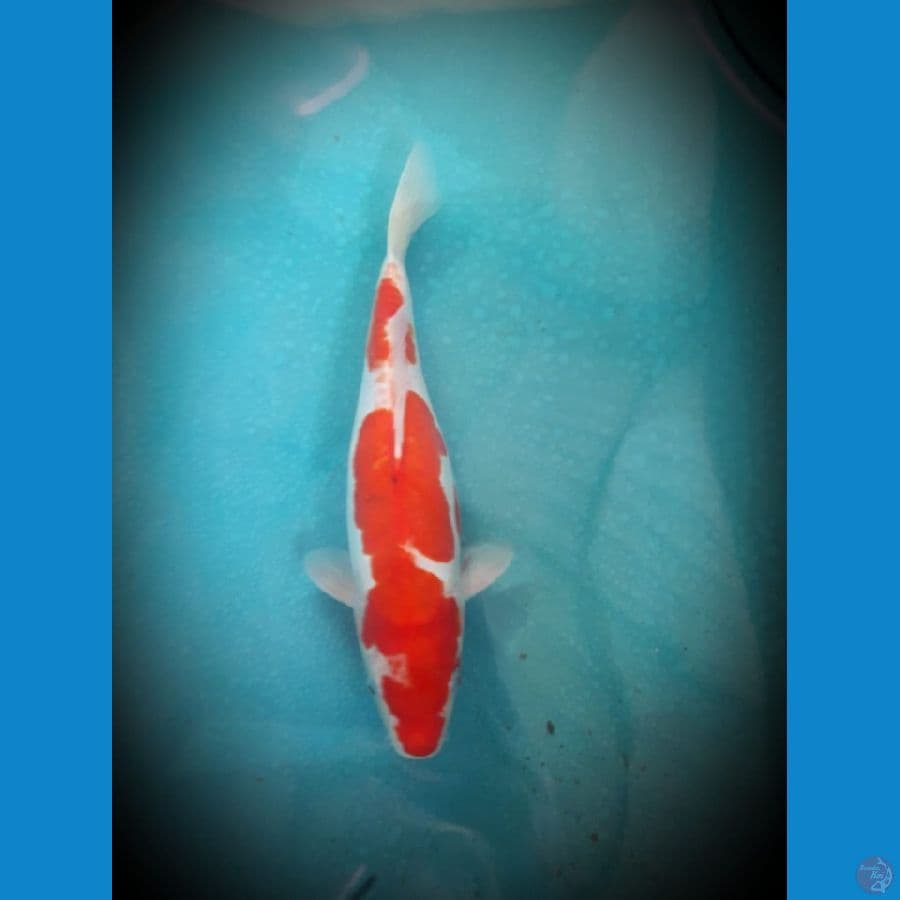 Kohaku doitsu 33 cm