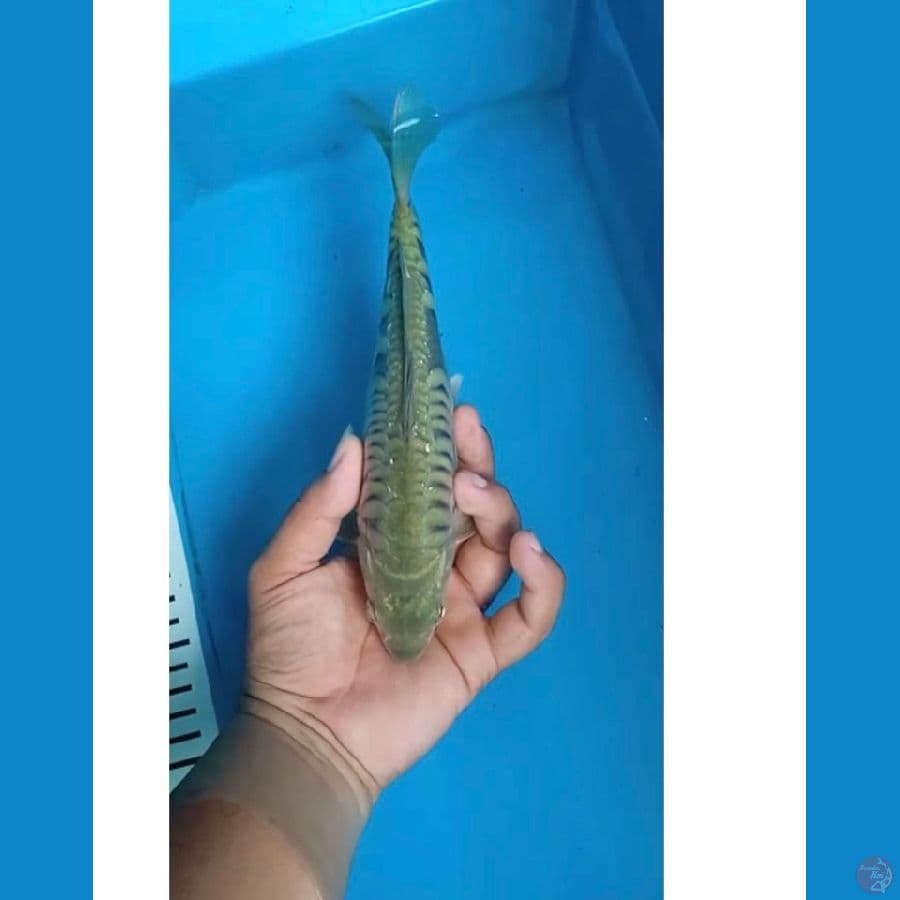 Midori 25cm