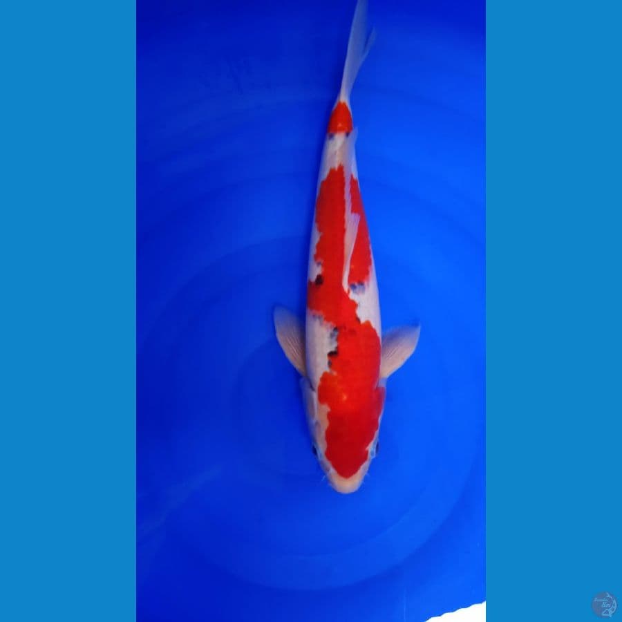 GHOSIKI JANTAN 40CM