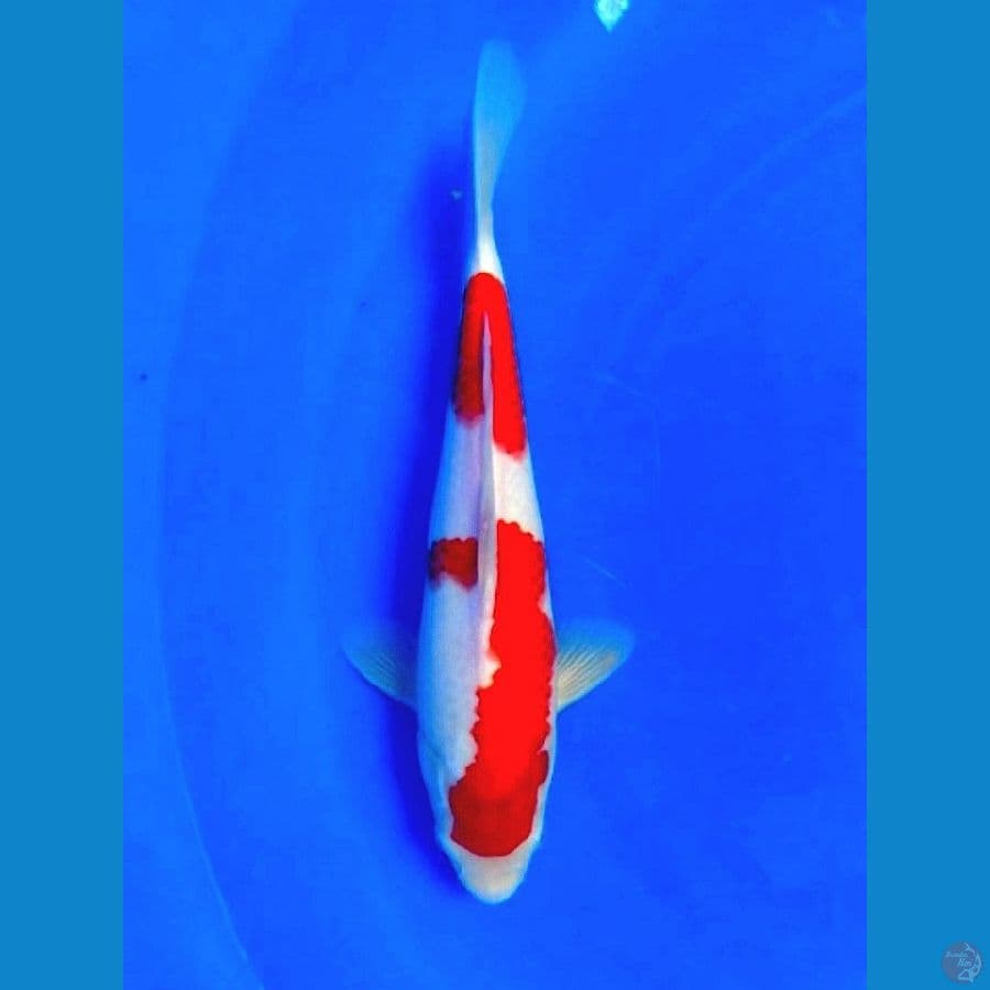 Kuhaku