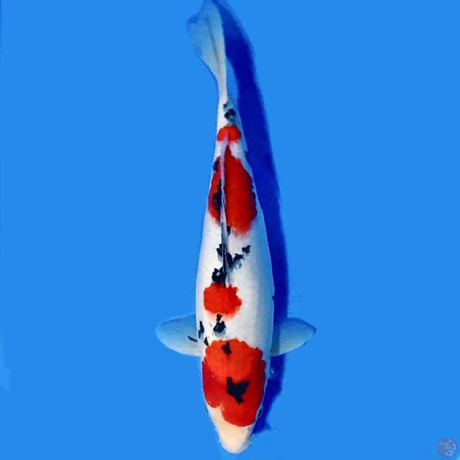 Taisho sanshoku 35cm Female
