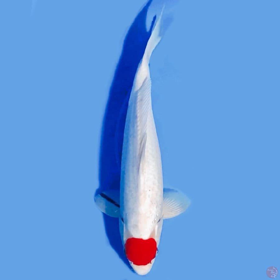 TANCHOO 39cm Male