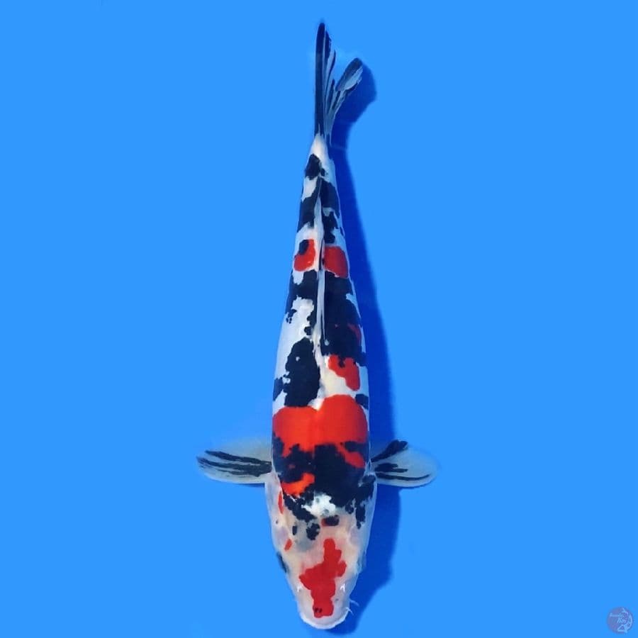Doitsu Showa 32cm Male Murni
