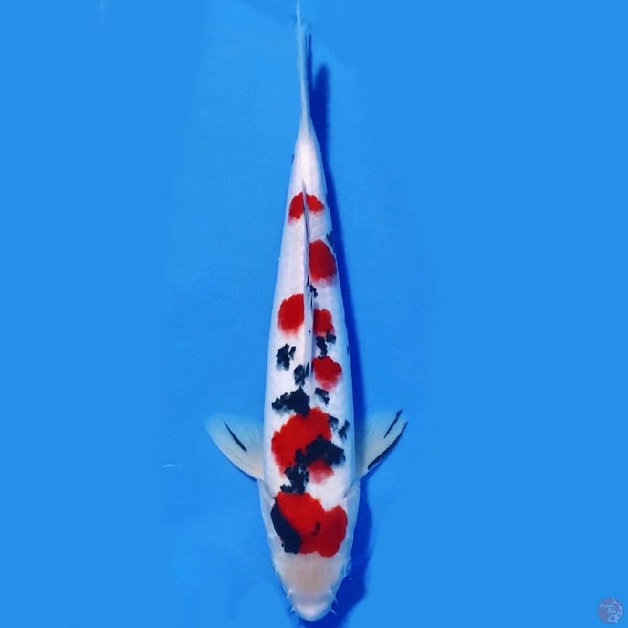 Tausho sanshoku 31cm Male