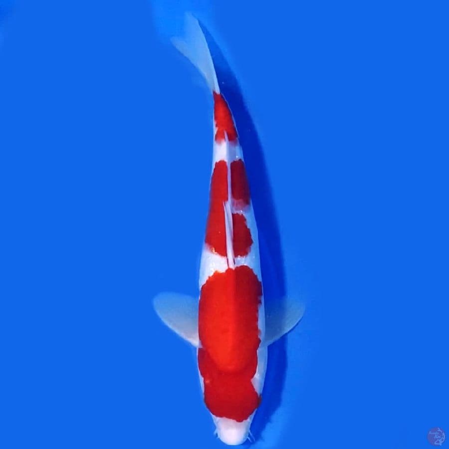 Sandan kohaku 31cm Male