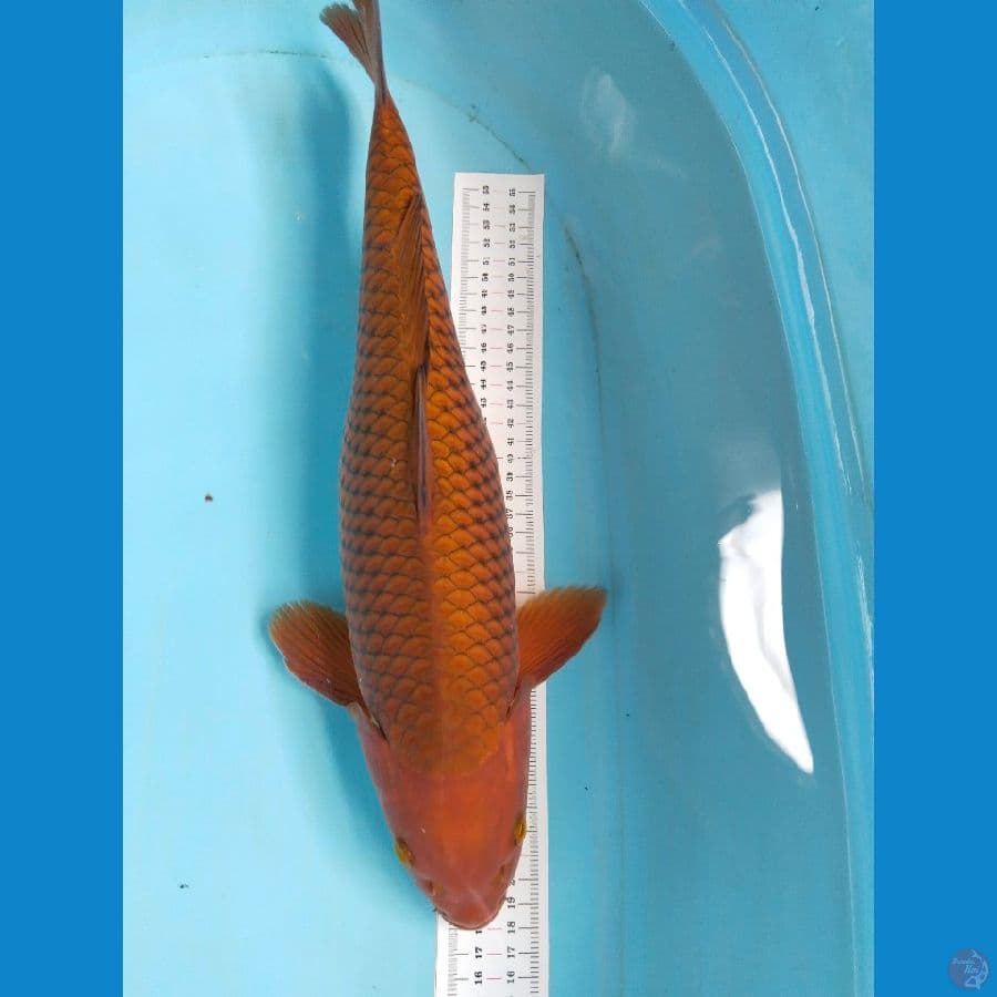 chagoi 35cm
