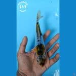 Kikokuryu Minion - 20cm