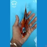 Kikokuryu Minion - 15cm