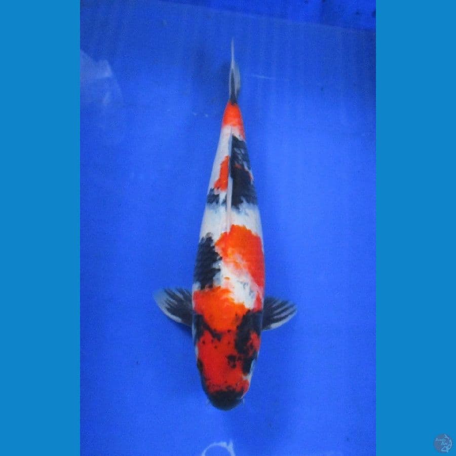 showa ±34cm