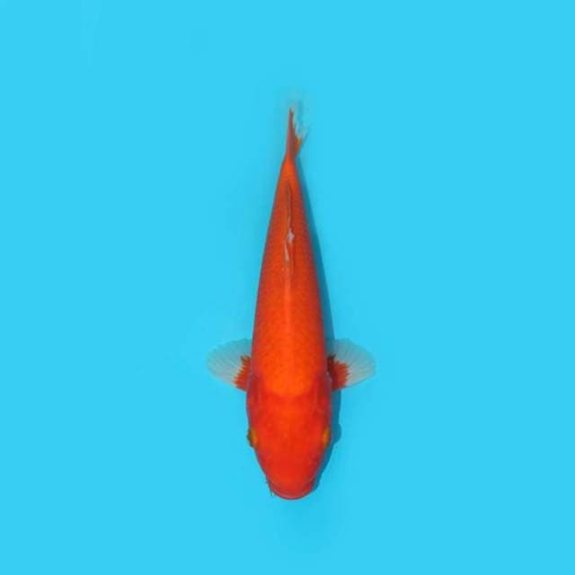 31 CM - BENIGOI