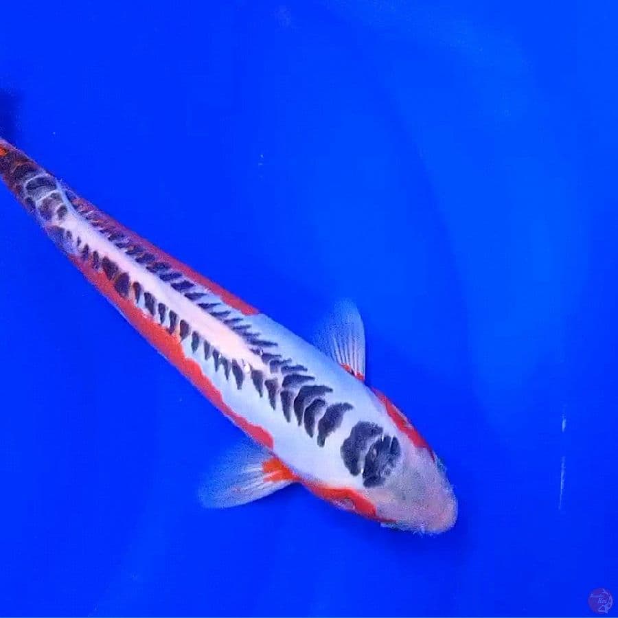 hanasushui 30 cm
