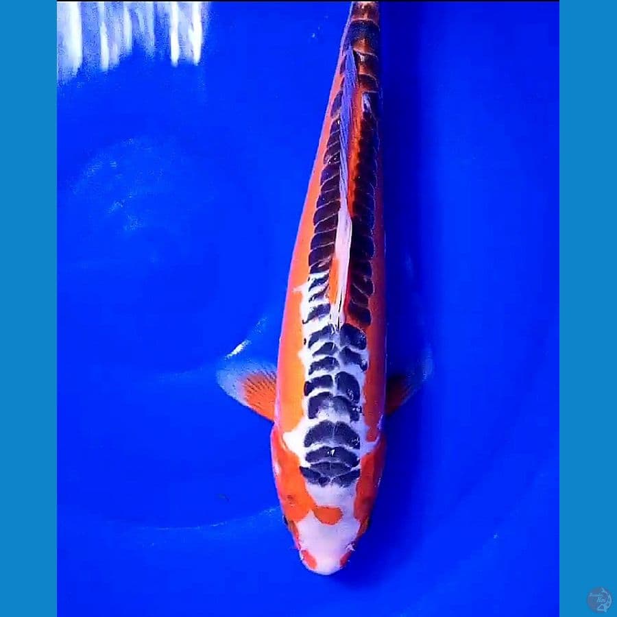 tanco sushui 32 cm