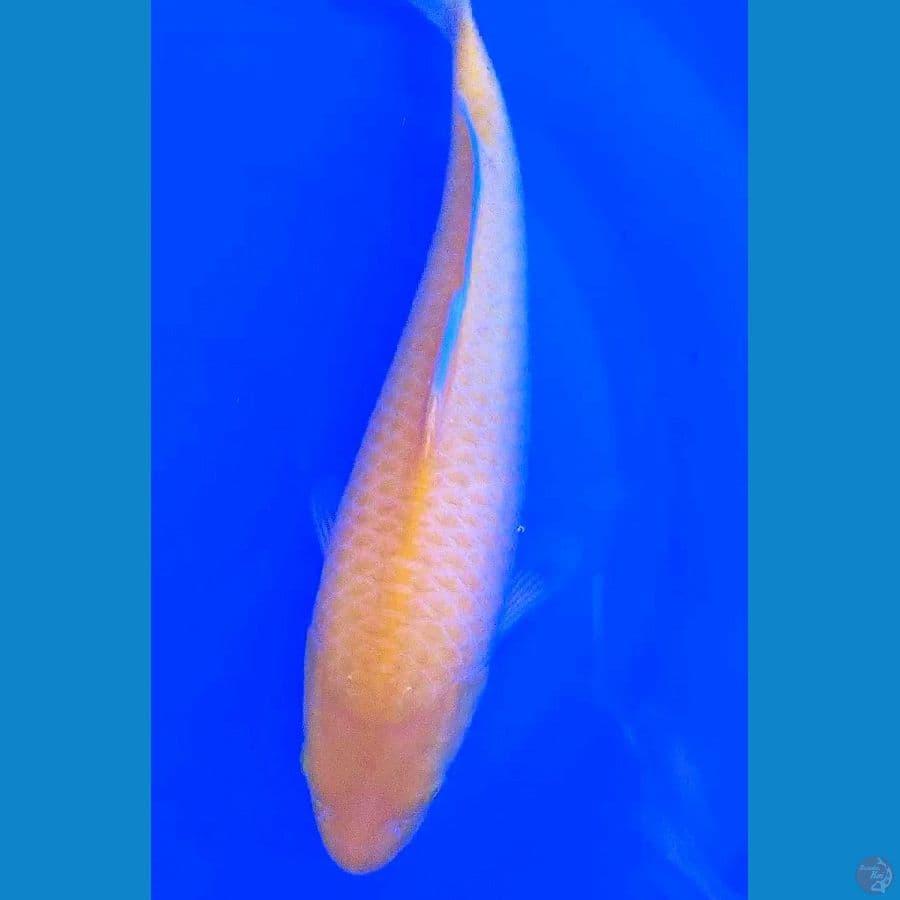 karashi punuk onta f 40 bu/38 cm