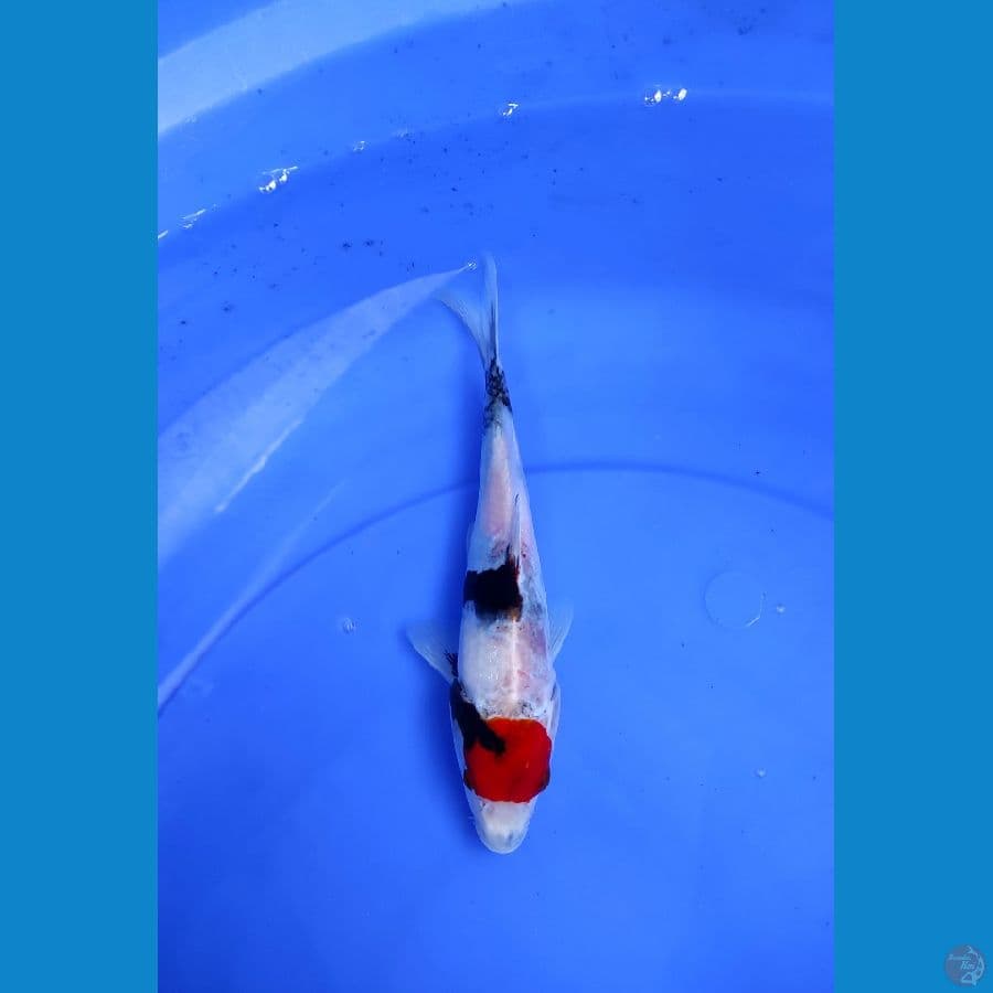 CUTKER 21cm