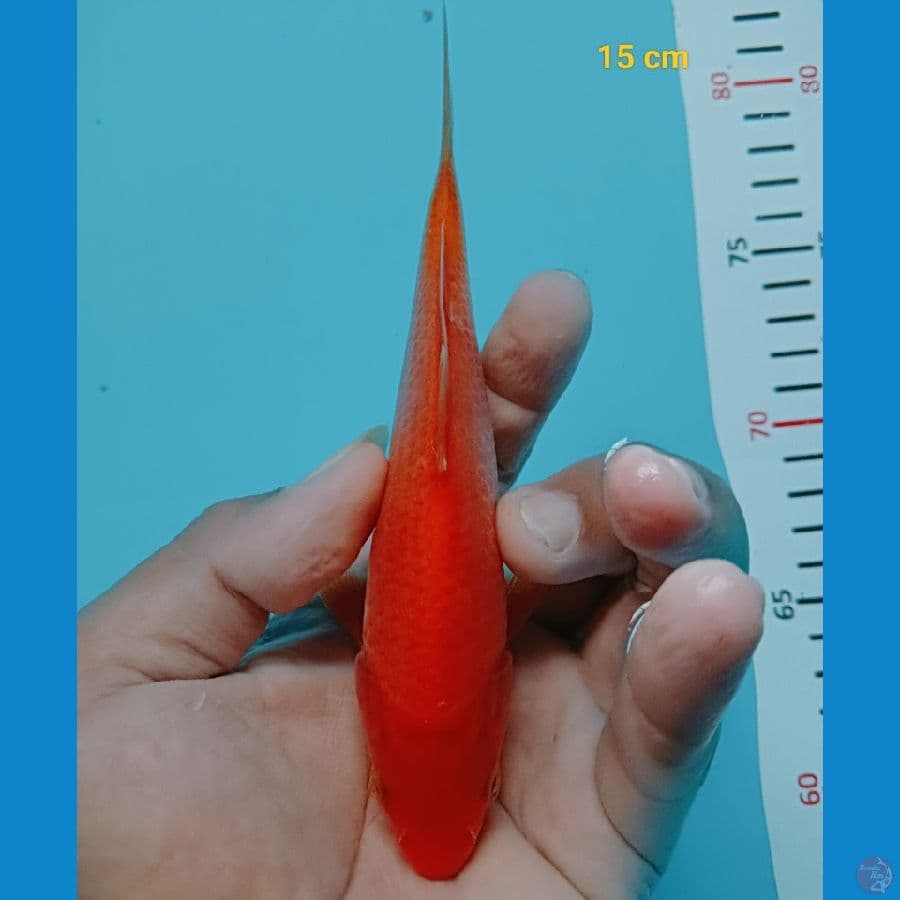 Red karasi 15 cm