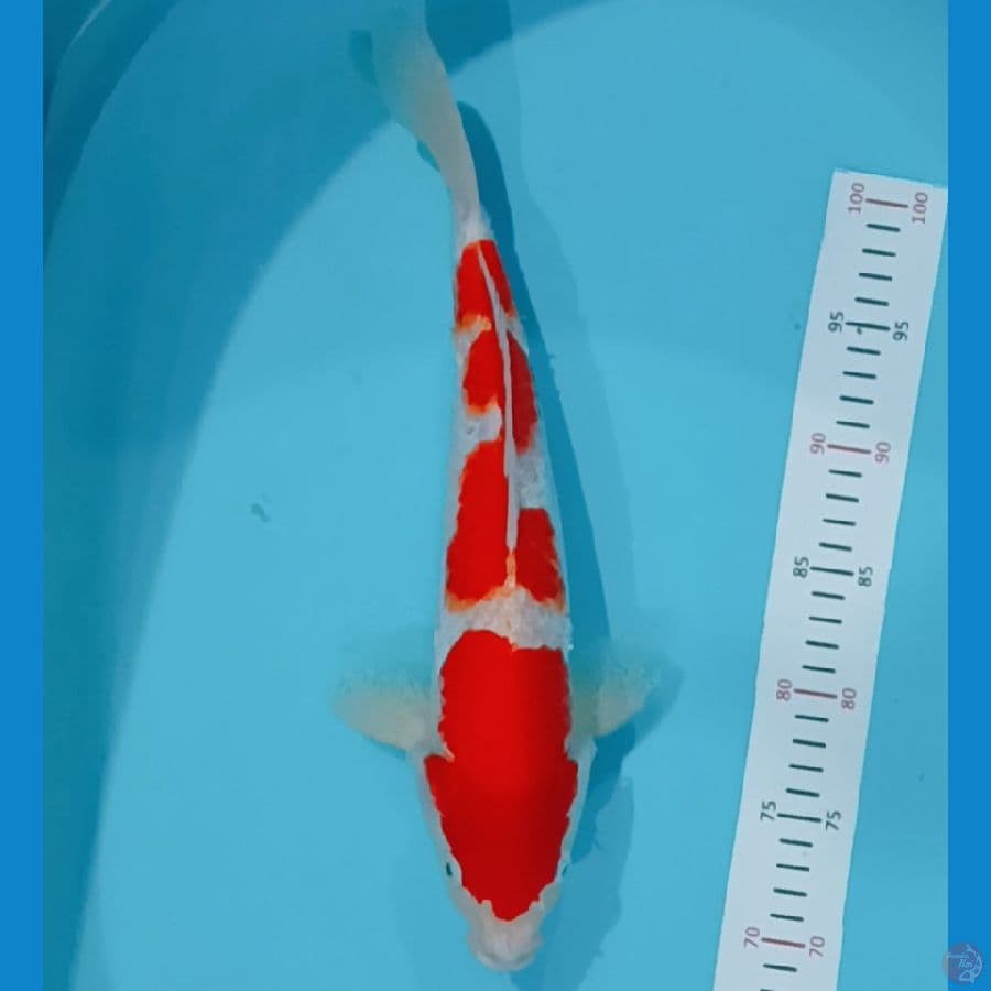 Kohaku male 38 cc
