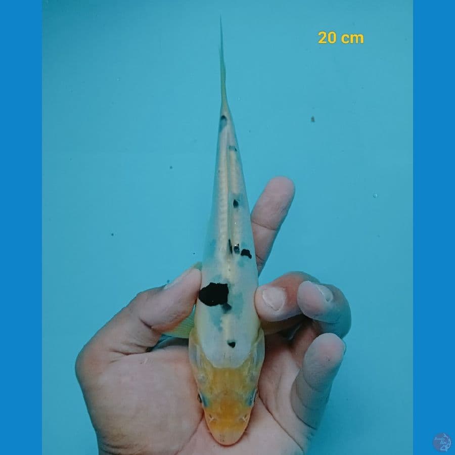 Bekko doit male 20 cm