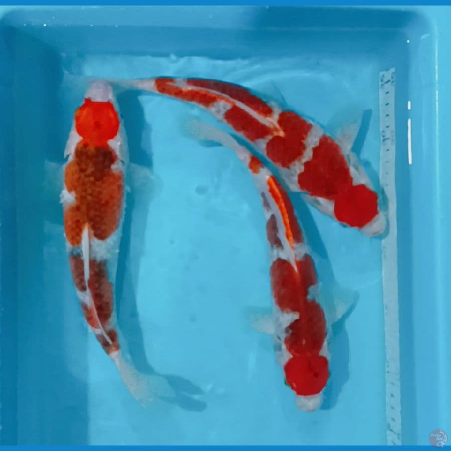 Goshiki 29-30 cm