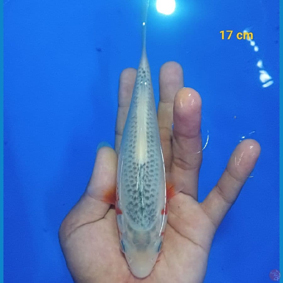 Bahan keep 17 cm