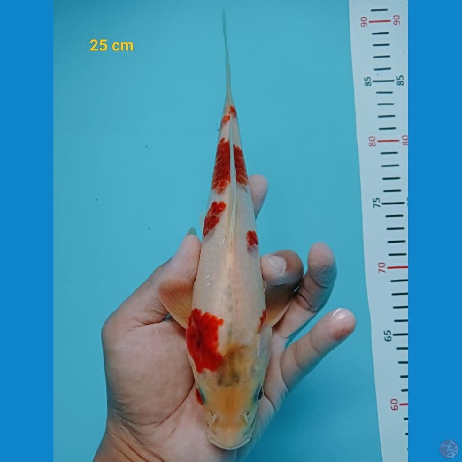 Ai Goromo male 25 cm