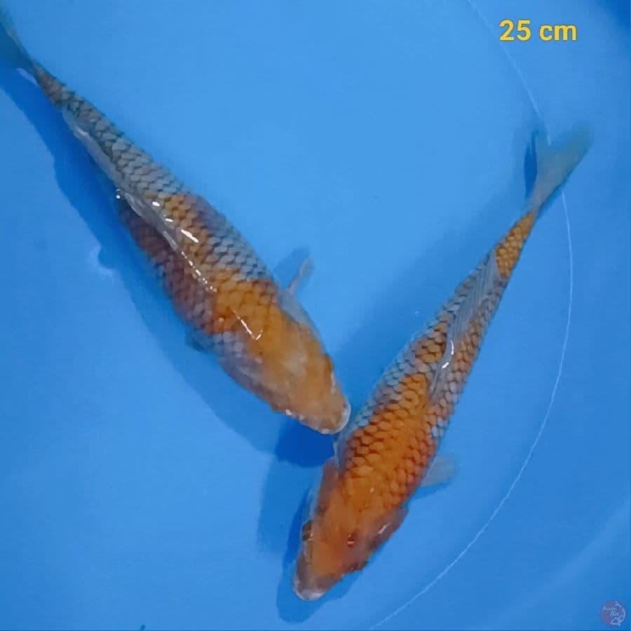 Ochiba 25 cm