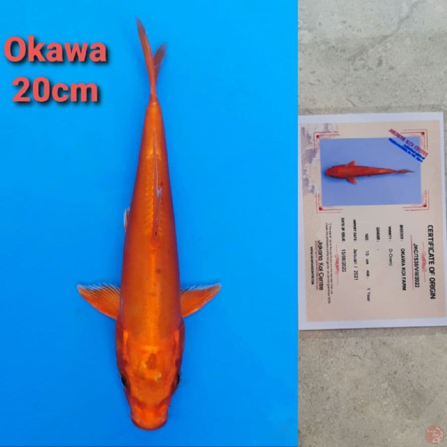 OKAWA DOITSU ORENJI 20CM SERTI