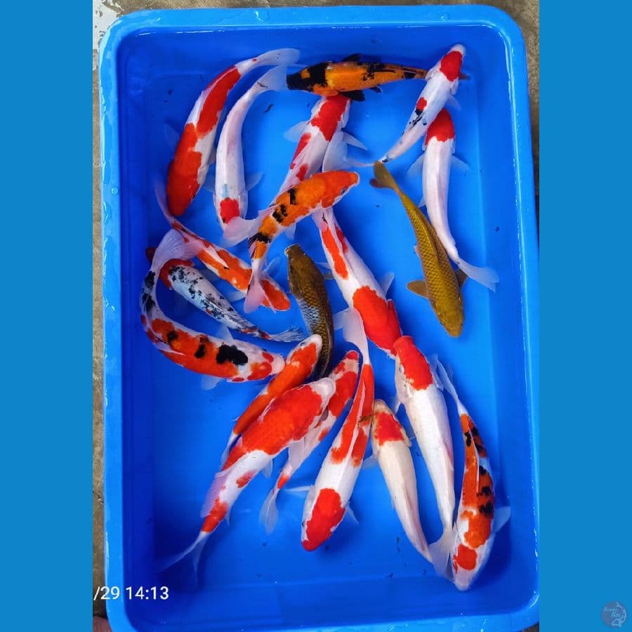 tester kolam 20ekor 20_25cm