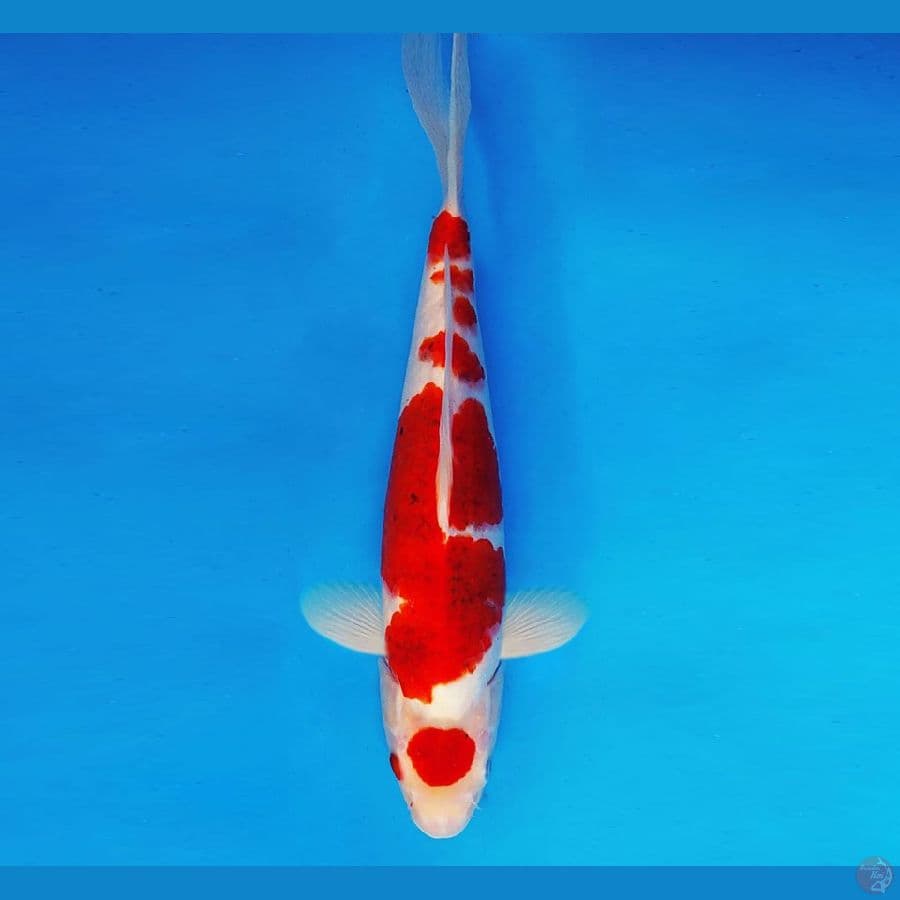 YORY 2 - Maruten Ai Goromo 33 cm/fm ®
