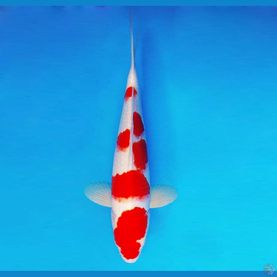 YORI 6 - Kohaku 32 cm/male ®