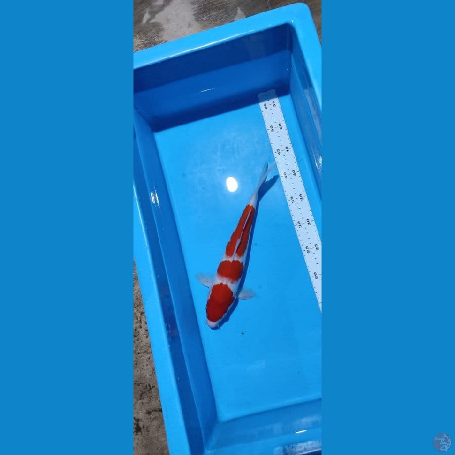 kohaku - 30 cm