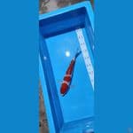 kohaku - 30 cm