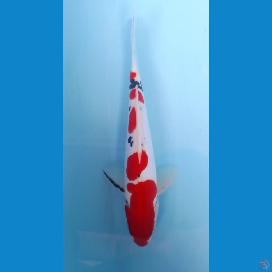 Doitsu Sanke 28cm