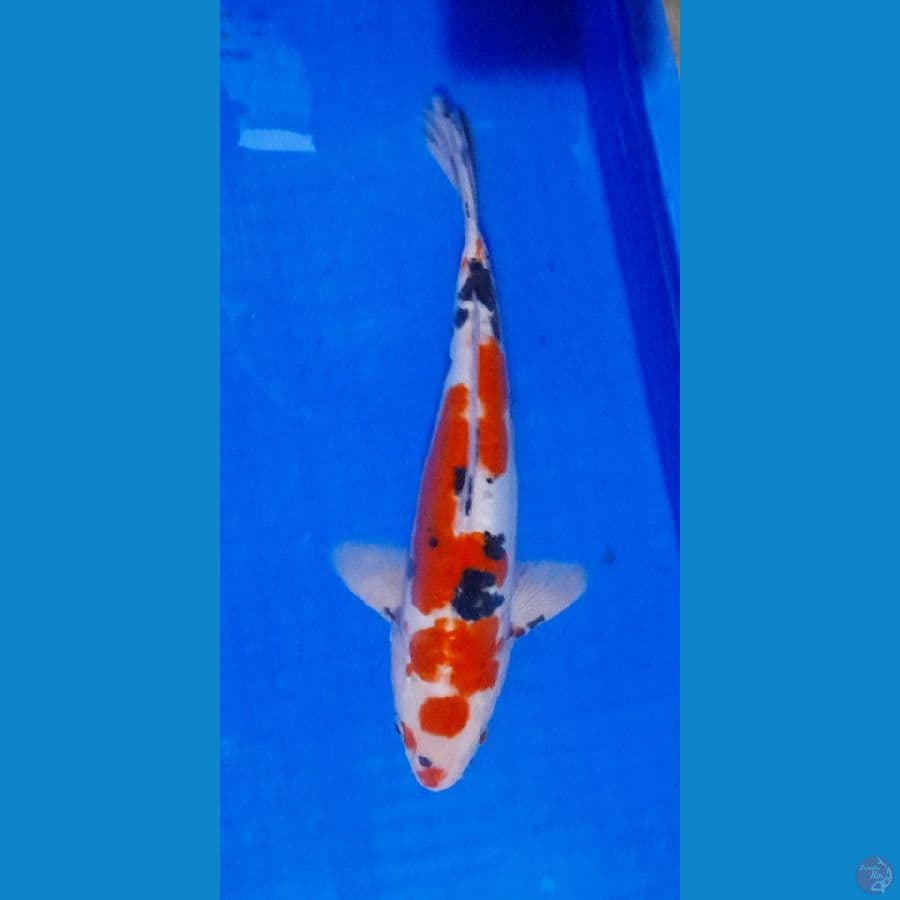 sanke doitsu 34 cm