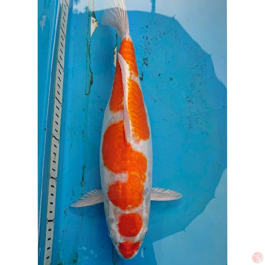 KIKUSHUI 36 CM