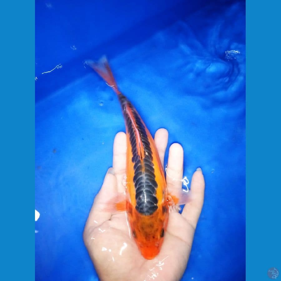 SUPER RING SHUSUI M25CM