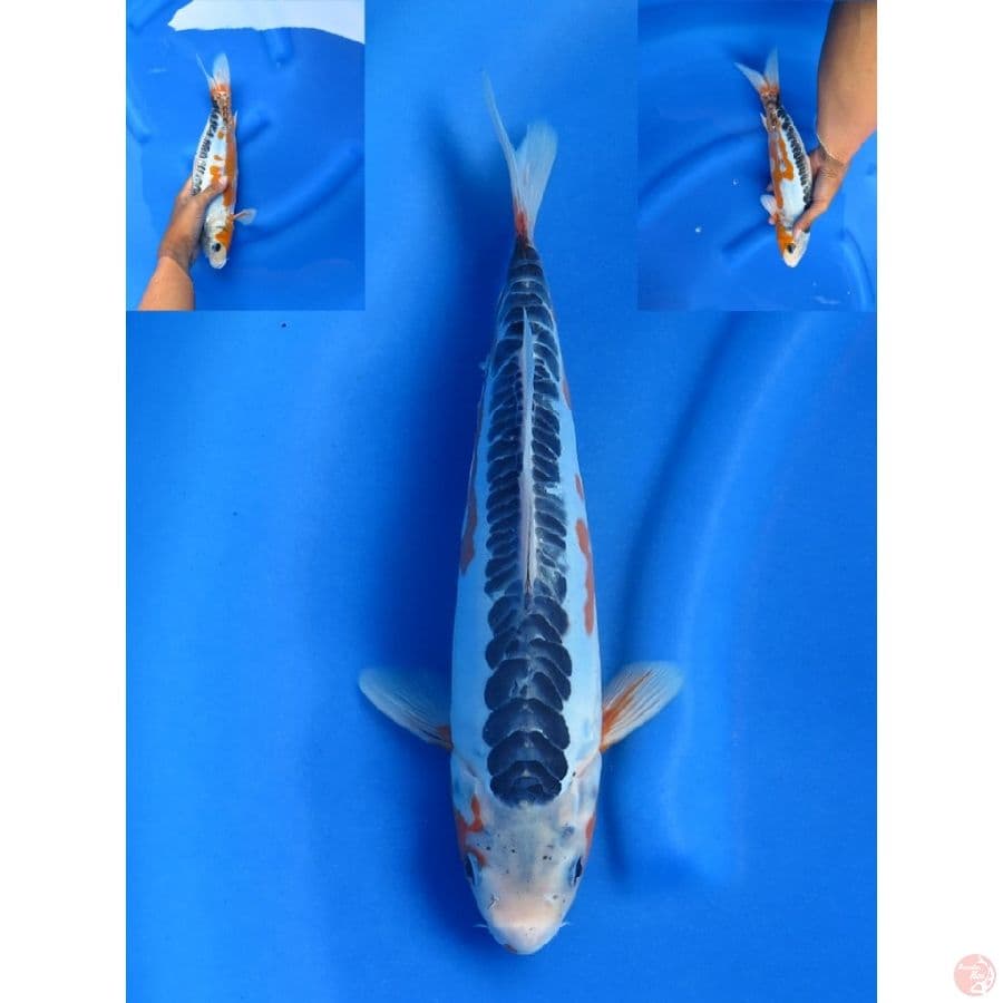 32cm , shusui ring rapi F1