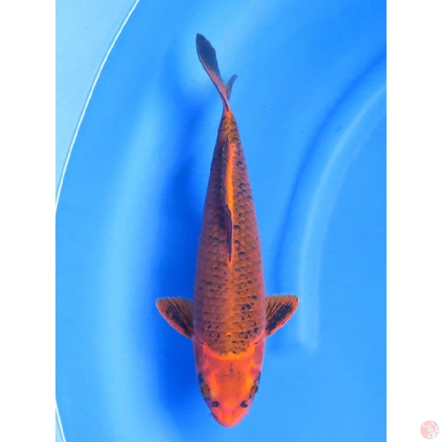 35cm , Super aka matsuba 