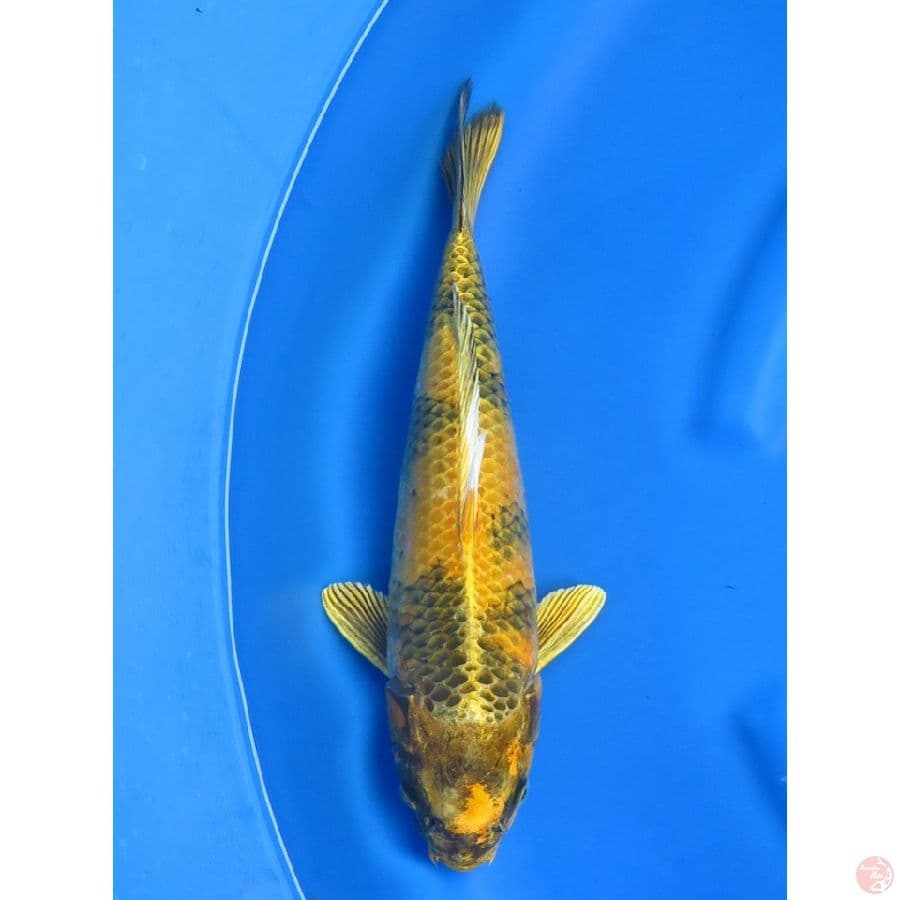 37cm , Kin Ki Utsuri Langka