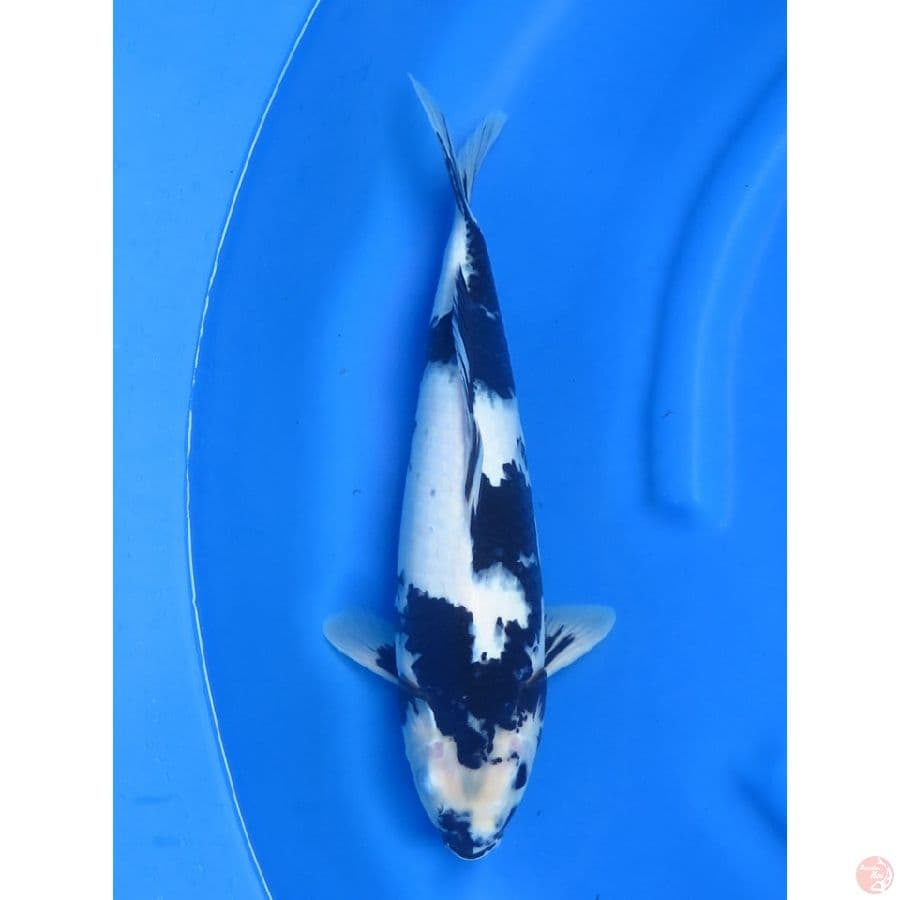 39cm , Good Skin - Shiro Tidak Bocor