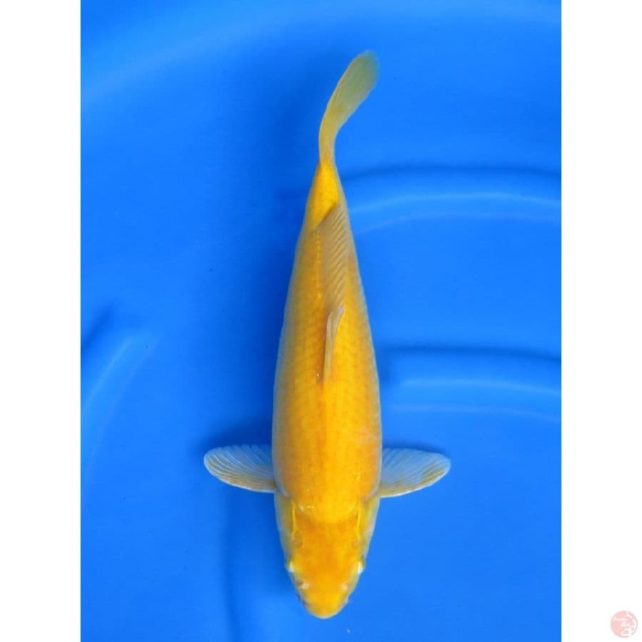 38cm , Lemon Karasi Bersih