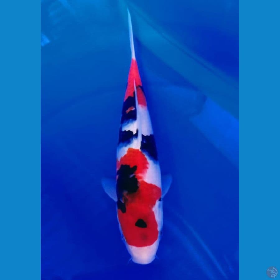 Showa Sq sz 25 cm