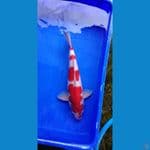 kohaku ori 40 m