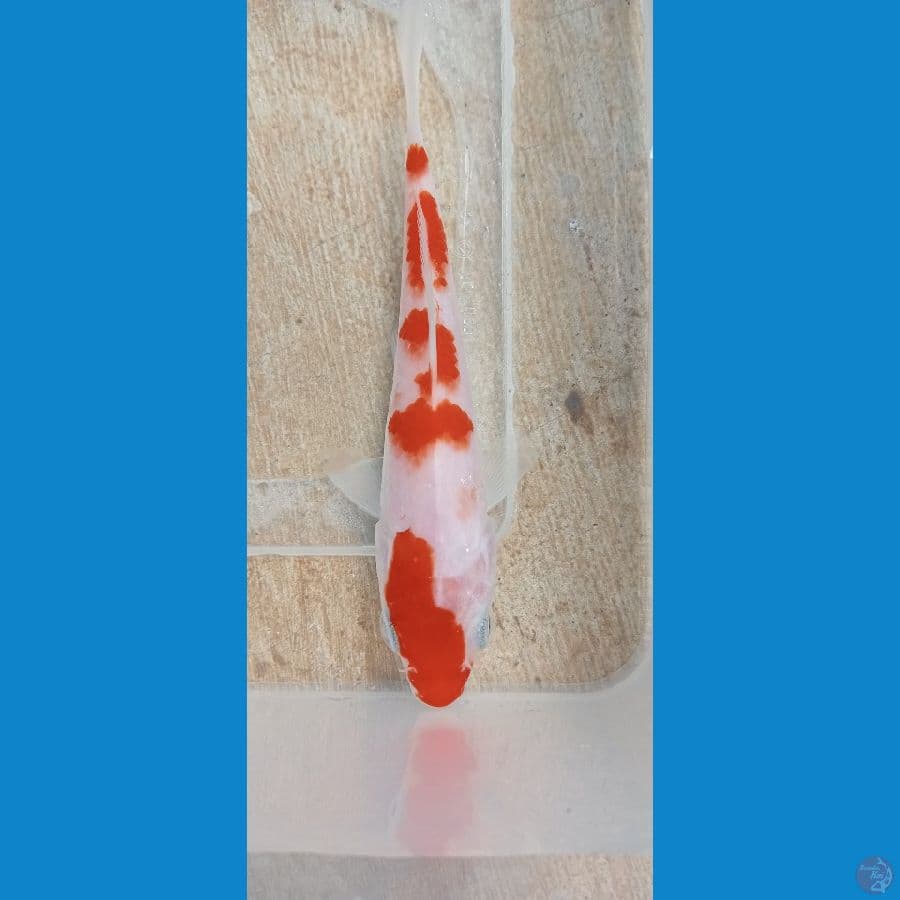 KOHAKU 12 cm