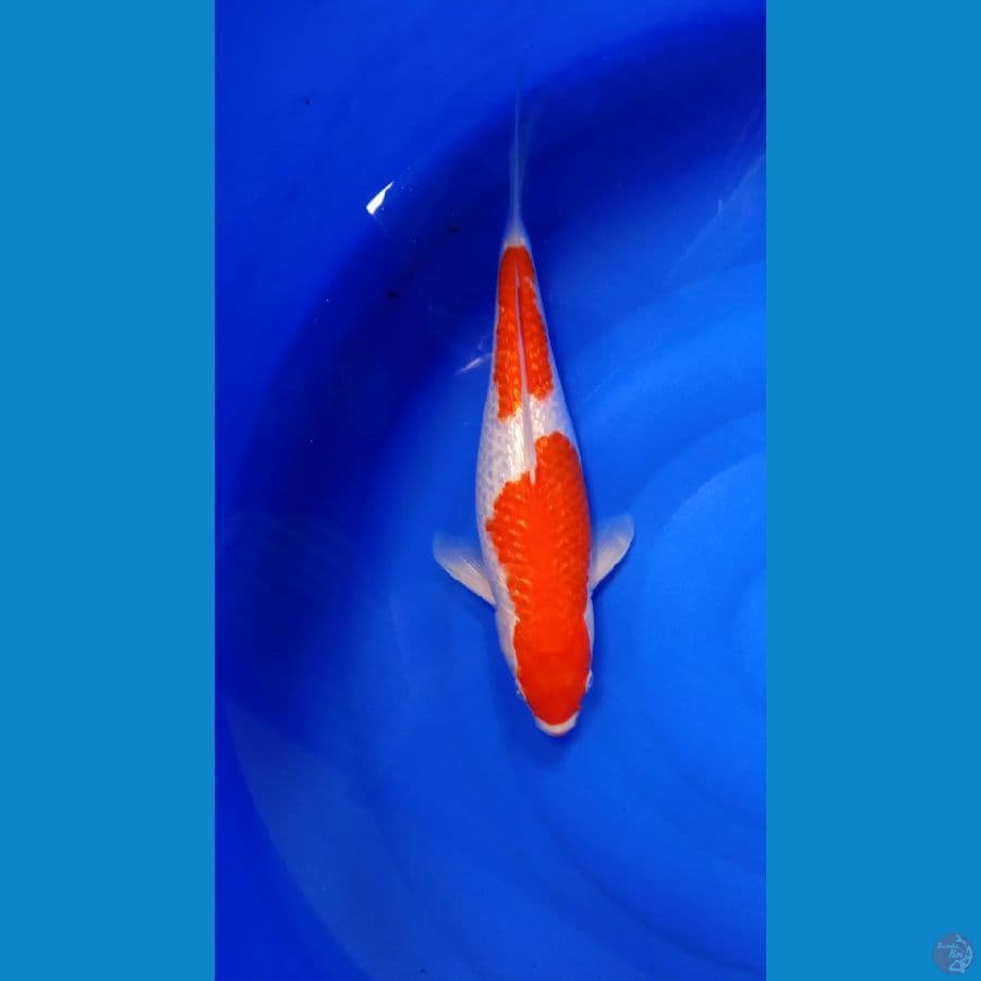 Nindan Kohaku 33cm
