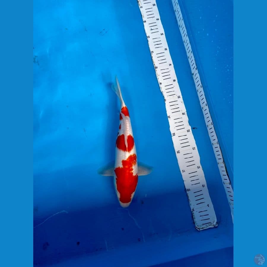 KOHAKU 3 STEPS BODI BADAK 35cm/M